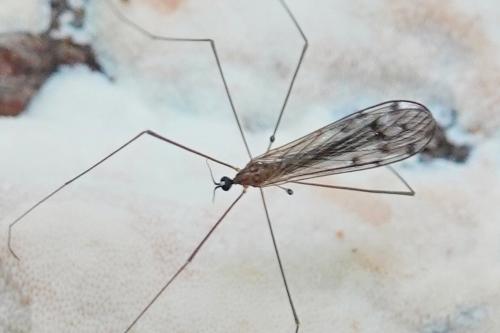 Achyrolimonia decemmaculata